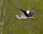 White Stork_ANL_7917